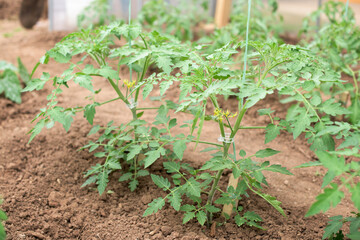 Young tomato plants that are grown in a greenhouse - stem, flower, leaves, blossoms