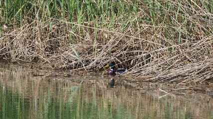 ave acuática de rostro blanco y plumas negras entre los juncos de un lago, lérida, españa, europa
