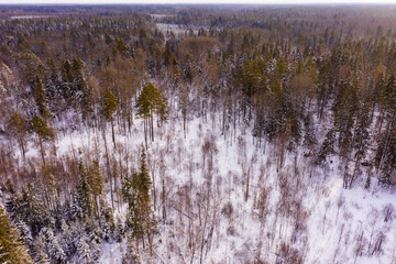 Winter forest aerial view with snow covered fir trees on sunny day. Natural background