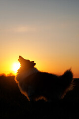 Naklejka na ściany i meble Silhouette of dog during sunset. Sheltie - shetland sheepdog.