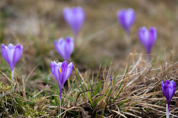Wild spring crocus flowers