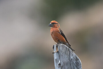  Red crossbill or common crossbill (Loxia curvirostra) on a stump