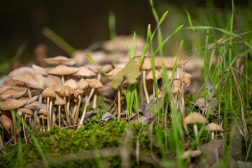 Mushroom family
