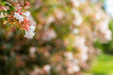 明るい公園に咲く赤と白のアベリアの花