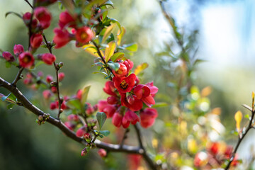 bush with incredibly beautiful bright flowers on the branches