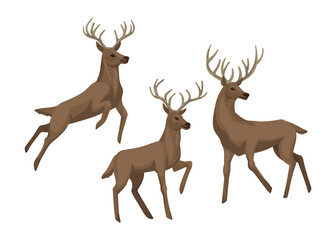 Deers in different poses, a deer is jumping and standing. Vector character. Isolated object on a white background.