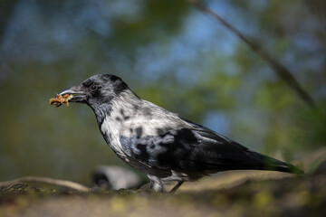 raven collects leftover food in its beak