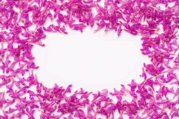 Fototapeta na wymiar rectangular frame of small pink spring flowers on a white background 