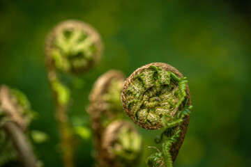 growing young bright and juicy fern, spring