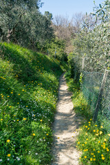 country path with spring flowers