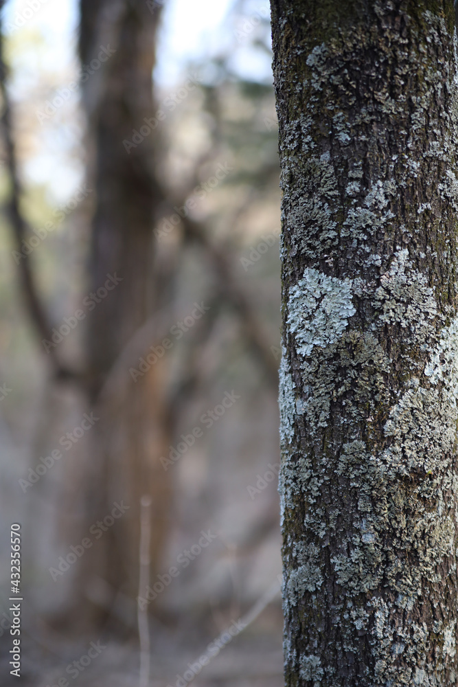 Poster vertical shot of tree bark texture in the forest at ernie miller nature center in olathe, kansas