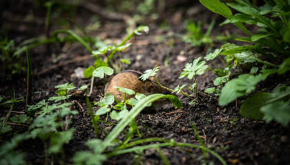 little cute mouse hiding under a plant