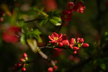 bush with incredibly beautiful bright flowers on the branches