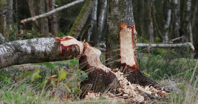 Eurasian Beaver, Castor Fiber, Landscape Habitat Of The Beavers Displaying Dams And Local Regeneration In Scotland.