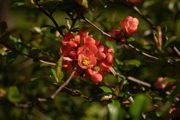 bush with incredibly beautiful bright flowers on the branches