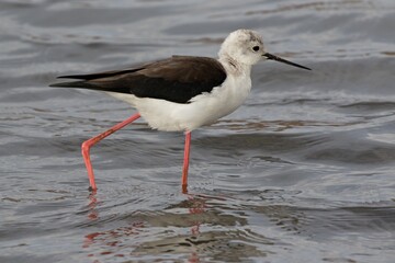 In Sallinas de Lume, on the island of Sal, lives the bird of Black Winged Stilt. It has very long red legs. Latin name Himantopus himantopus. It grows up to 40 centimeters high. Cape Verde. Salt lakes