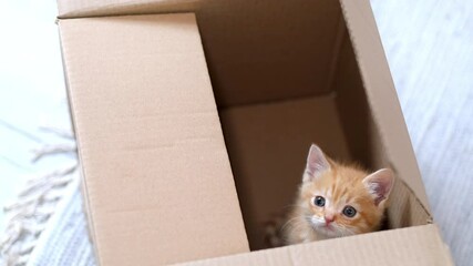 4k Two Ginger little kittens playing at home. Curious playful funny striped red cats hidden inside box, climbed high on top of the cardboard box, getting in and out
