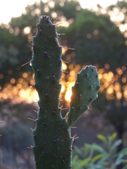 Succulent plant at sunrise