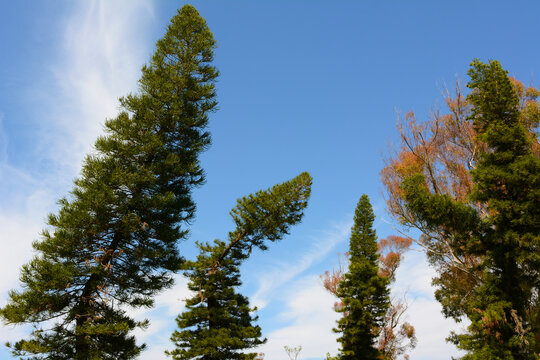 Cook pines (Araucaria columnaris)  tall, lean conifers that scientists have figured out always lean towards the equator. 