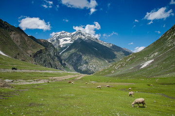 Beautiful mountain summer sheep field at sonamarg, Jammu and Kashmir state, India