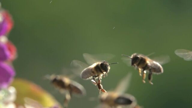 Bees, swarm of honey bees flying arround flowers. Slow-motion. Geen background 