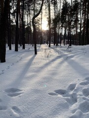 Forest in winter snow with the Sun shining