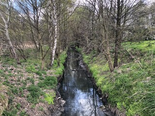 Little river in the woods 