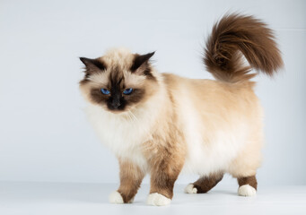 Sacred Birman Cat, birma isolated on a white background, studio photo