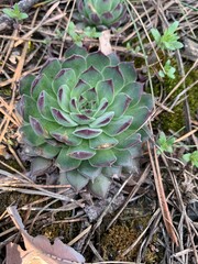 Some small cactuses on the ground