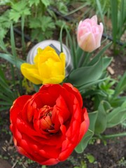 Three different tulips  red, yellow and pink