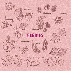 Hand drawn berries icon set illustration collection. Vector isolated line art berry set.