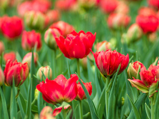 Blooming tulips. Beautiful spring flowers