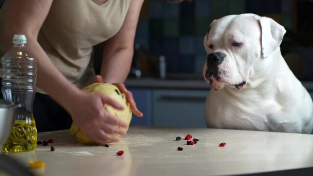 Woman and her dog make ginger cookies and have fun in the kitchen. preparation for Christmas.