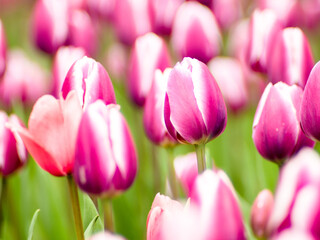 Obraz na płótnie Canvas Blooming tulips. Beautiful spring flowers