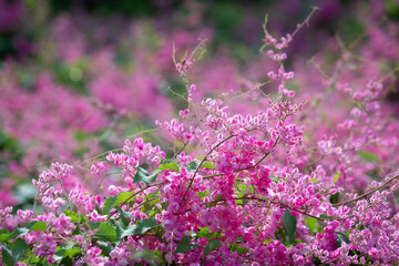 Mexican creeper is native to Mexico. Outside its native range, this species is widely naturalized...