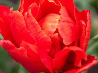 Blooming tulips. Beautiful spring flowers