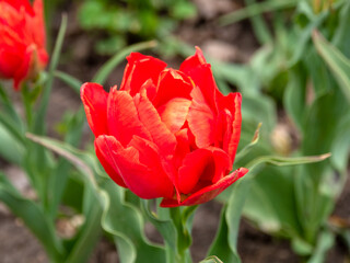 Blooming tulips. Beautiful spring flowers