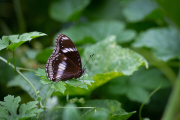 Obraz na płótnie Canvas Macro photo of brown butterfly in nature.