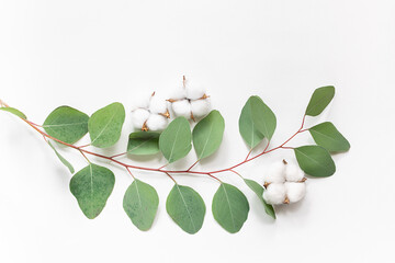 Minimalism style creative composition with fresh aromatic eucalyptus twig and cotton flowers on...