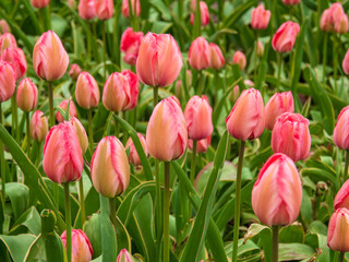 Obraz premium Blooming tulips. Beautiful spring flowers