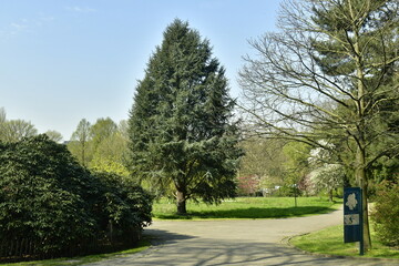 L'un des jeunes séquoias au parc Jean Sobieski à Laeken