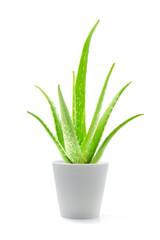 Front view natural green succulent or aloe vera tree in a white ceramic pot isolated on a white background, Suitable as a design object