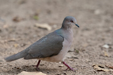 Fototapeta premium The white-tipped dove (Leptotila verreauxi)