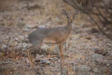 The smallest antelope dik dik in Damaraland of namibia, Southern Africa.