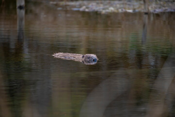 Euroasian beaver, Castor fiber, floating on a calm pond with reflection during early morning on a spring day in scotland. - 432360336