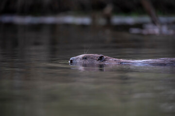 Euroasian beaver, Castor fiber, floating on a calm pond with reflection during early morning on a spring day in scotland. - 432360367