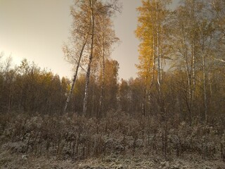 Fototapeta premium autumn with yellow leaves on trees in the forest journey in the snowfall