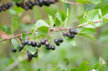 Aronia berries, Branch filled with aronia berries groing in garden.