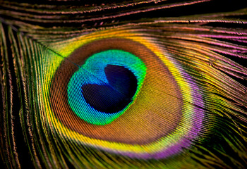 Obraz premium Close up of a Peacock feather filling the frame, bright animal background