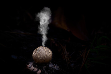 mushroom with a circular shape at the moment of expulsion of the spores into the air - obrazy, fototapety, plakaty